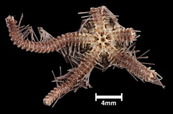 Media type: image;   Invertebrate Zoology OPH-4213 Aspect: ventral